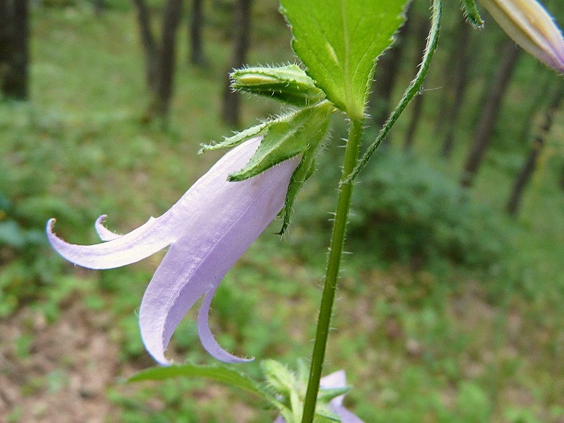 Campanula rapunculus, C. Glomerata e C. trachelium